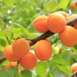 Les abricotiers seront les arbres fruitiers les plus en danger ce week-end.